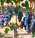 Livermore Wine Tours